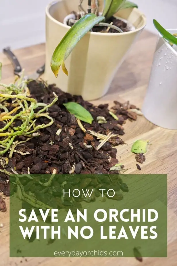 Cómo salvar una orquídea sin hojas