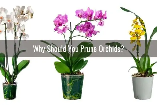 ¿Necesito podar orquídeas?