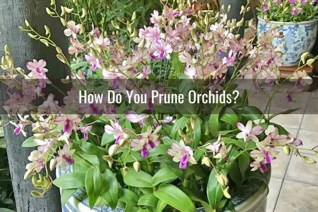 ¿Necesito podar orquídeas?