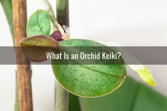 Cómo cuidar la orquídea Keiki