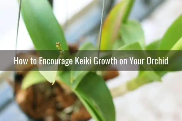 Cómo cuidar la orquídea Keiki