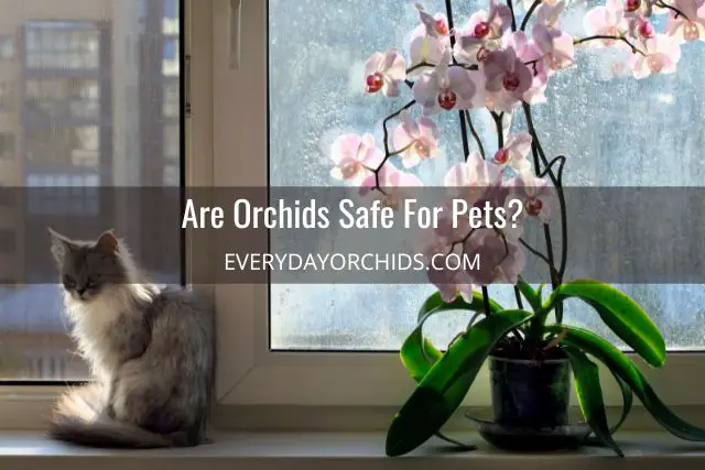 ¿Son las orquídeas venenosas para gatos, perros o niños?