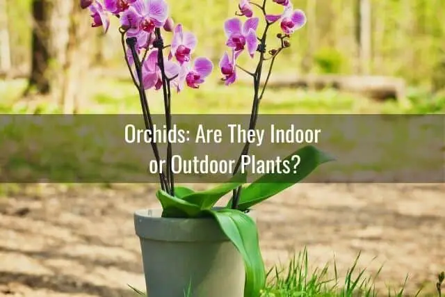 Cuidado de las orquídeas en interiores o exteriores: lo que necesita saber