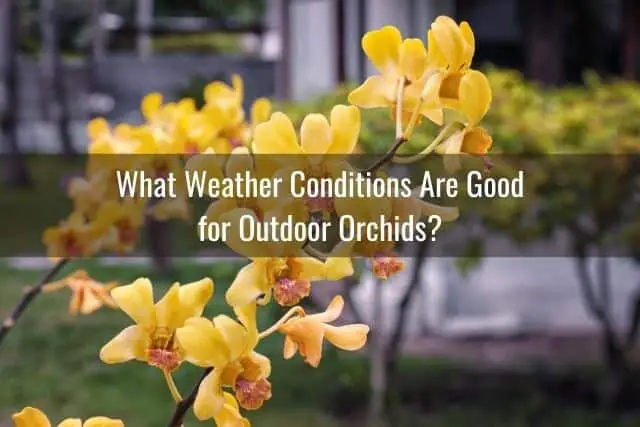 Cuidado de las orquídeas en interiores o exteriores: lo que necesita saber