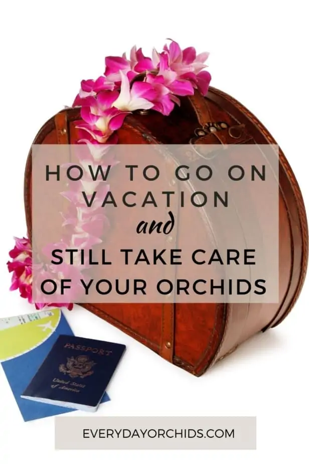 Cómo cuidar las orquídeas durante las vacaciones