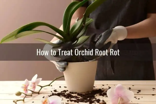 Cómo tratar la pudrición de la raíz de la orquídea y otros consejos para el cuidado de la raíz