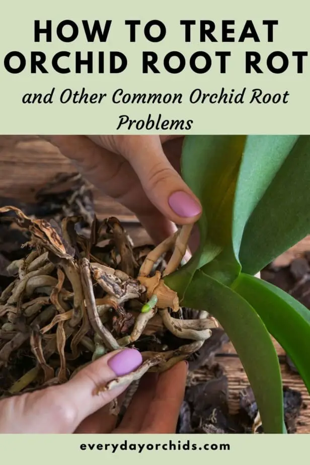 Cómo tratar la pudrición de la raíz de la orquídea y otros consejos para el cuidado de la raíz