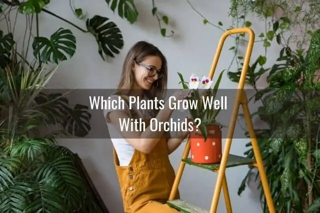 Cómo elegir plantas de interior para acompañar a tus orquídeas