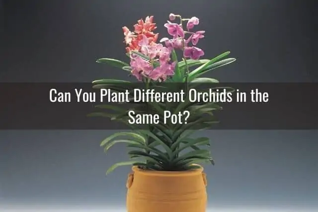 Cómo elegir plantas de interior para acompañar a tus orquídeas