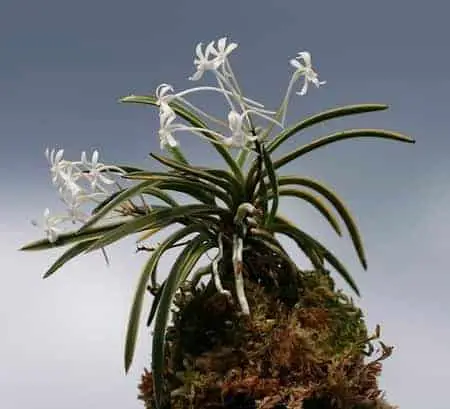 Bandejas de humedad para orquídeas: ¿qué tan eficientes son?
