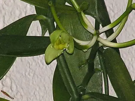 Orquídea de vainilla: los mejores consejos sobre cómo cultivar vainilla en interiores