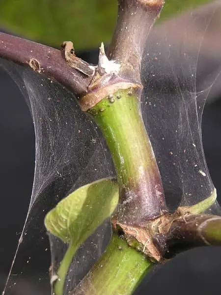 Insectos, plagas y bichos del musgo Sphagnum: ¿Qué hay en mi orquídea?