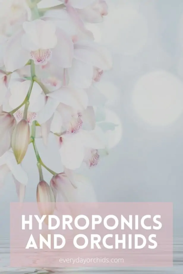 Cómo cultivar orquídeas en hidroponía o acuaponia