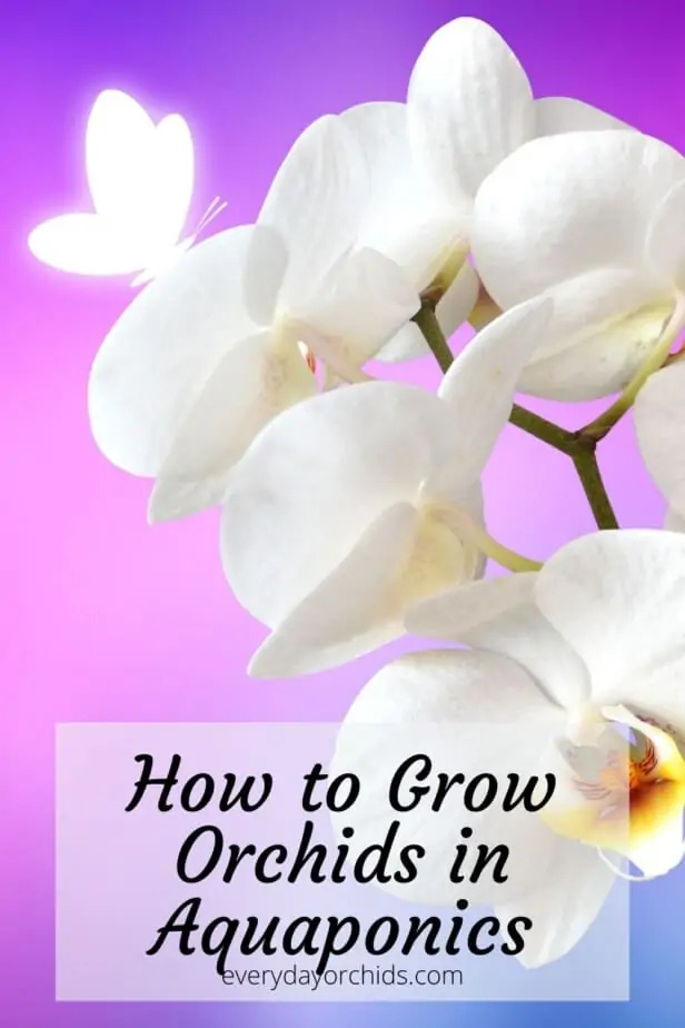 Cómo cultivar orquídeas en hidroponía o acuaponia