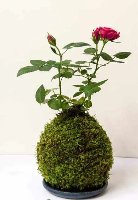 Diseño floral DIY Orchid Kokedama: 7 sencillos pasos