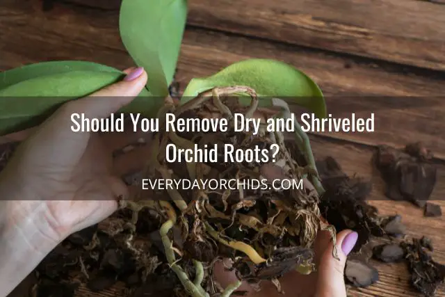 Razones por las que las raíces de las orquídeas se secan o arrugan y cómo solucionarlas