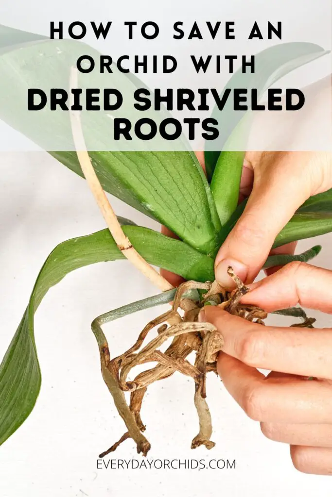 Razones por las que las raíces de las orquídeas se secan o arrugan y cómo solucionarlas