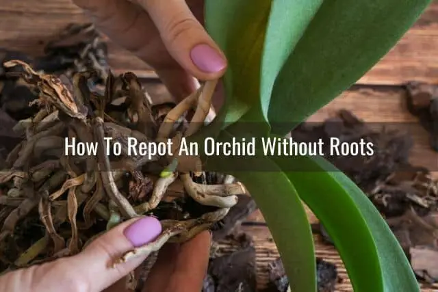 Cómo trasplantar su orquídea