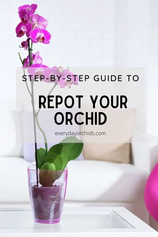 Cómo trasplantar su orquídea