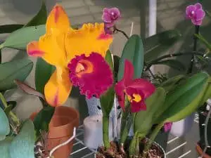 Hojas amarillas en tu orquídea: 8 causas y sus remedios