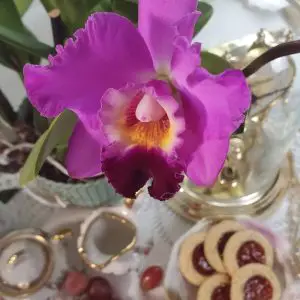 Temperaturas de las orquídeas: ¿La temperatura influye en la floración de las orquídeas?