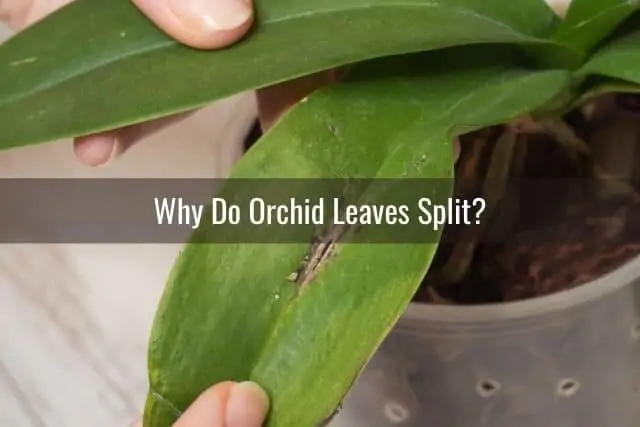 Razones por las que las hojas de las orquídeas se dividen