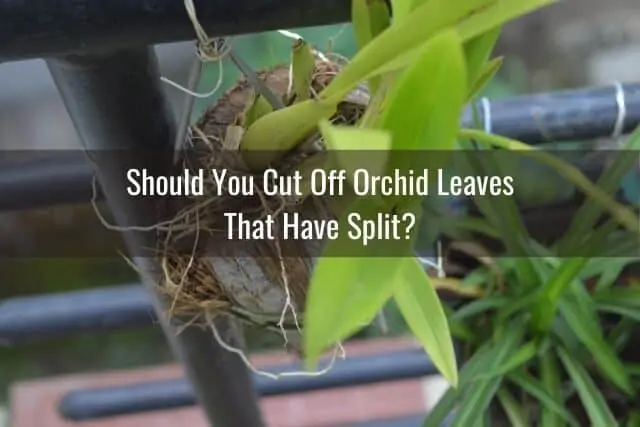 Razones por las que las hojas de las orquídeas se dividen