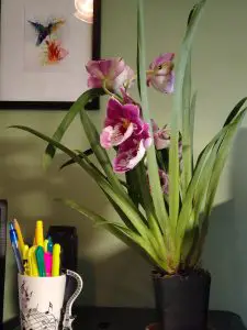 Ciclo de vida de la orquídea 101: Pasos de la vida de su orquídea