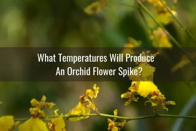 Cómo hacer que las orquídeas florezcan y vuelvan a florecer