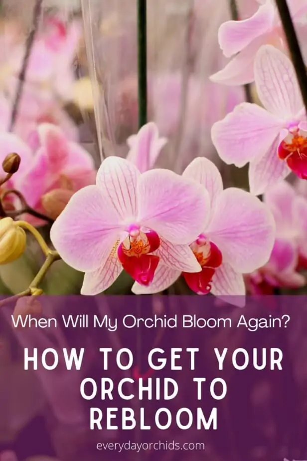 Cómo hacer que las orquídeas florezcan y vuelvan a florecer