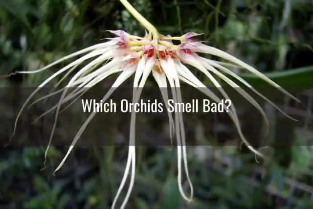 ¿Tu orquídea tiene un aroma?