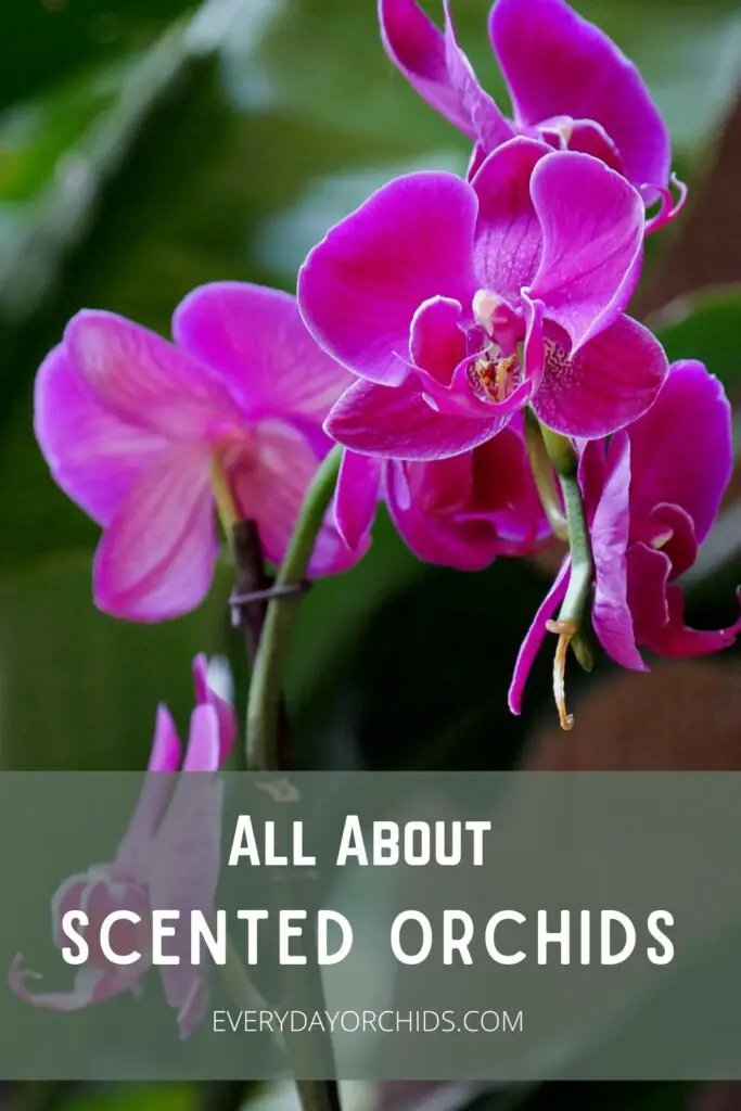 ¿Tu orquídea tiene un aroma?
