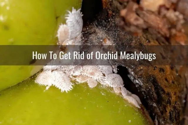 Cómo deshacerse de los insectos blancos y otras plagas de orquídeas