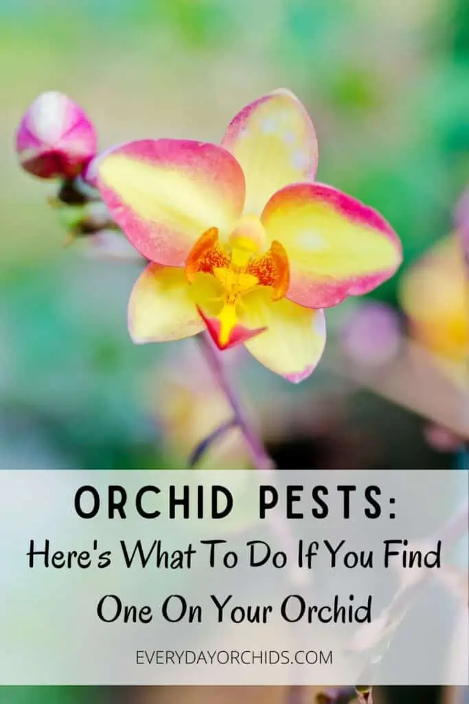 Cómo deshacerse de los insectos blancos y otras plagas de orquídeas
