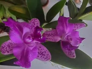 Explosión de brotes: ¿Qué hacer cuando los brotes de las orquídeas se marchitan y caen?