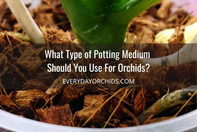 Cómo tratar el moho y los hongos en las orquídeas