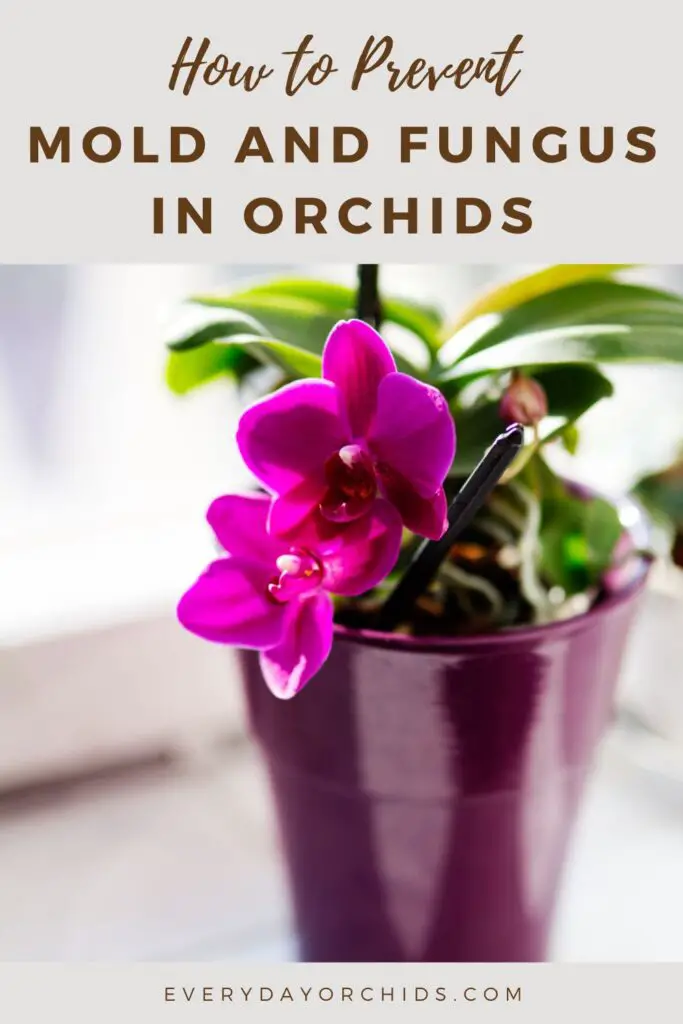 Cómo tratar el moho y los hongos en las orquídeas