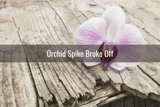 Cuidado de las espigas de las orquídeas: problemas comunes y su tratamiento