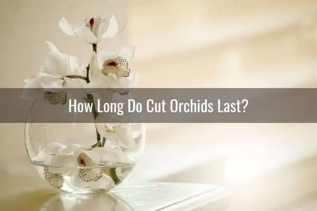 ¿Cuánto tiempo duran las flores de las orquídeas cortadas?