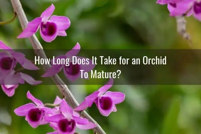 ¿Son las orquídeas difíciles de cultivar? Todo lo que necesitas saber sobre el cultivo de orquídeas
