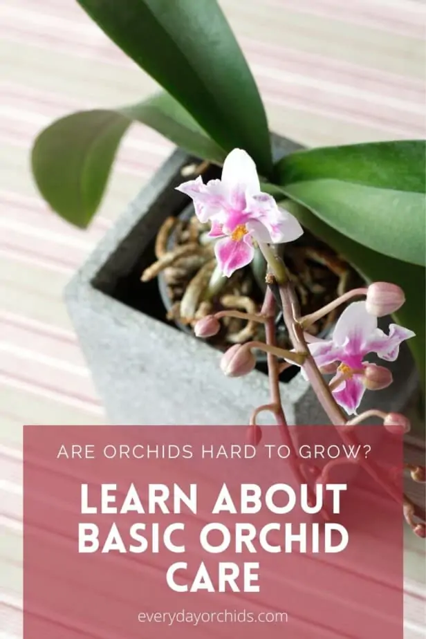 ¿Son las orquídeas difíciles de cultivar? Todo lo que necesitas saber sobre el cultivo de orquídeas