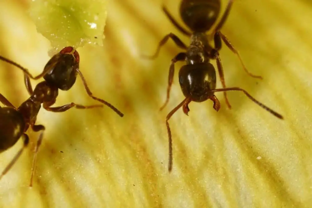 ¿Las orquídeas atraen hormigas? 8 métodos únicos para eliminar hormigas