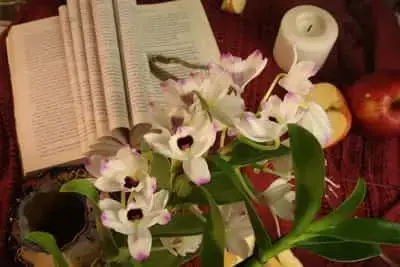 2 soluciones para múltiples orquídeas en una maceta