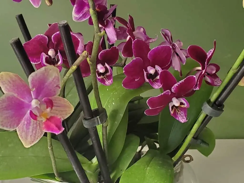 2 soluciones para múltiples orquídeas en una maceta