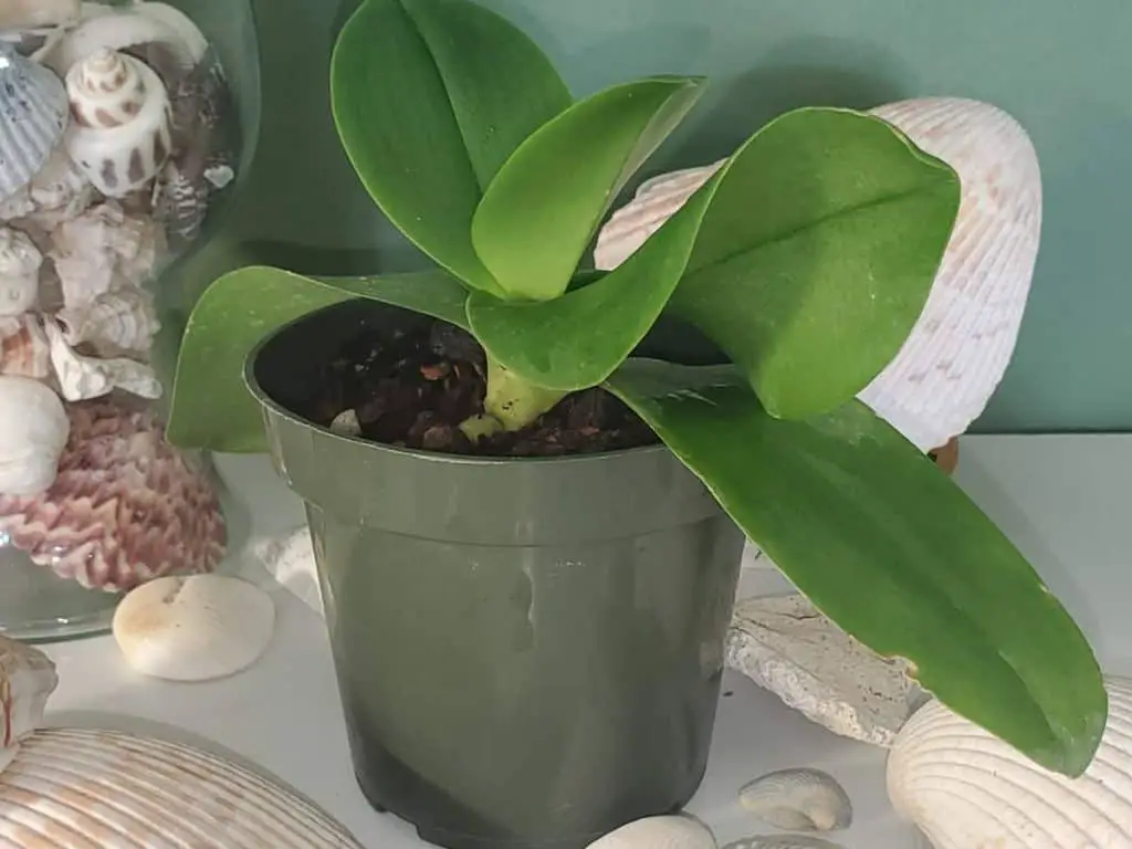 ¿Por qué las hojas de las orquídeas se rizan y tuercen? 6 razones y remedios