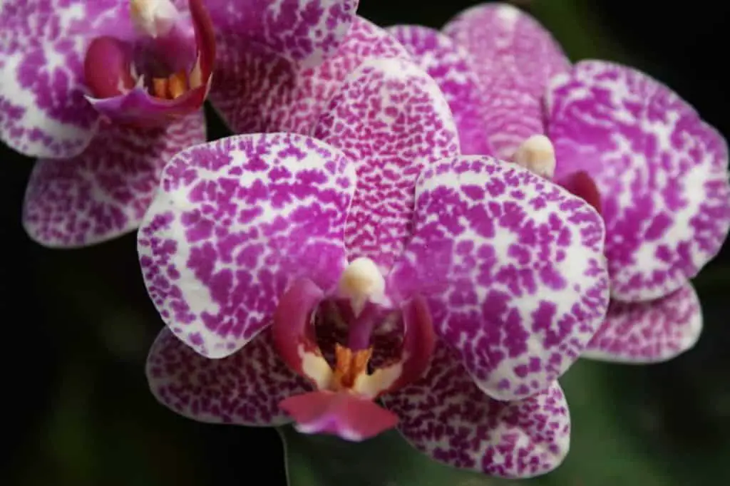 ¿Hoja de orquídea morada? 9 causas y soluciones