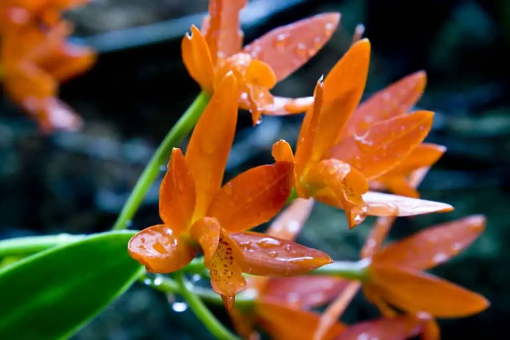 Cómo Trasplantar una Orquídea: Guía Completa y Estrategias Secretas