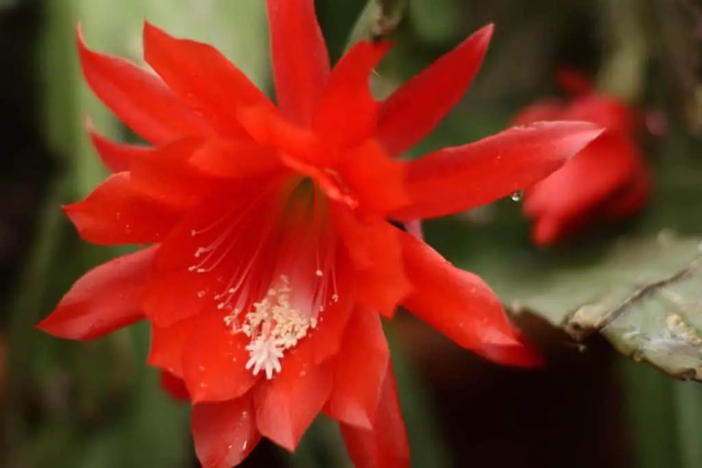 Cactus Orquídea: Guía Completa de Cuidado y Propagación