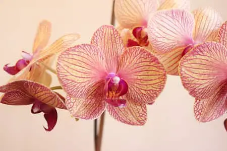 6 colores exquisitos de orquídeas polilla y sus significados