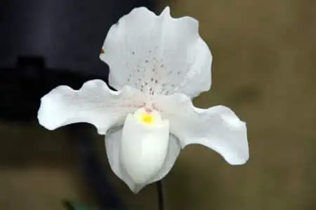 Cacahuetes y orquídeas de espuma de poliestireno: ¿medio viable para macetas o no?